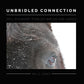 Unbridled Connection: Soul Discovery Through Nature & Horses